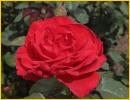 Red Rose