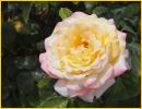 Yellow and Pink Rose