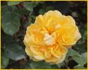 Yellow Rose