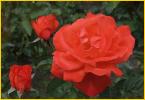 Orange Roses