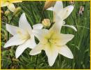 White Daylily