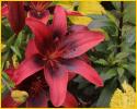 Red Daylily