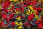 Red Tuberous Begonia <BR>Scotsmans Purse 