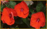 Common Rose Mallow