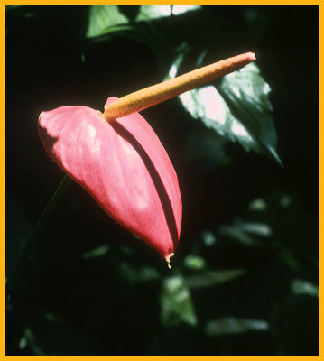 Little Boy Flower