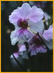 Orchid