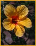 Yellow Hibiscus