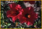 Red Hibiscus