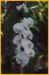 White Orchids