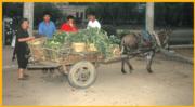 Peddler With Donkey Cart