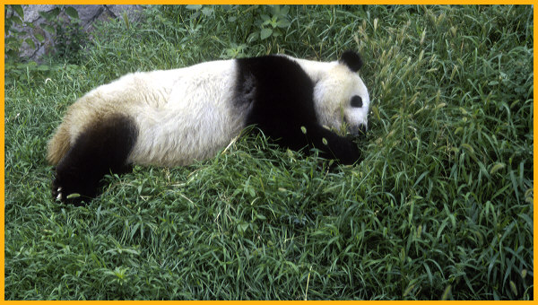 Sleeping Panda