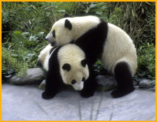 Young Pandas Playing