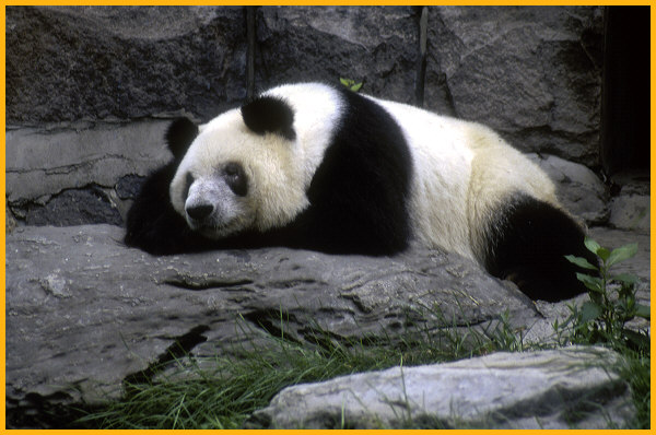 Adult Panda