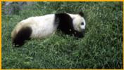 Sleeping Panda