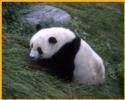 Young Panda