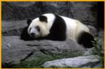 Adult Panda