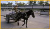 Horse Drawn Wagon