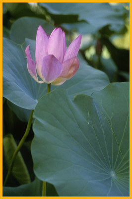Lotus Flower