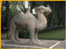 Standing Camel