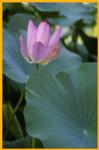 Lotus Flower