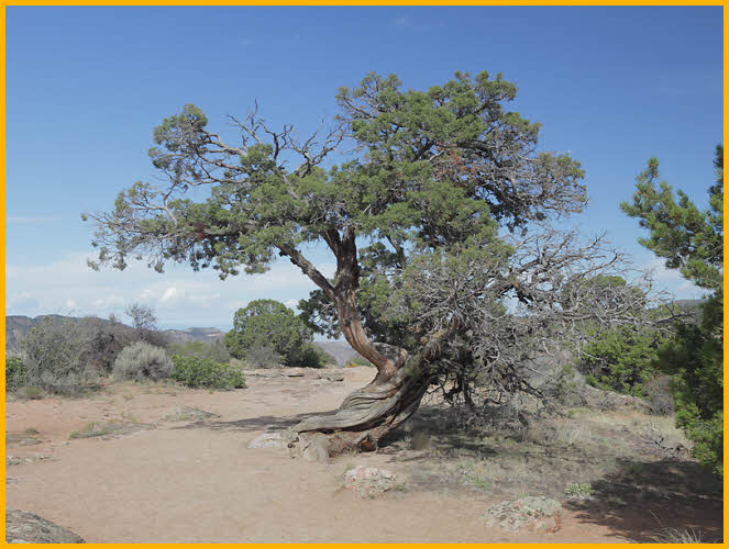 Twisted Tree