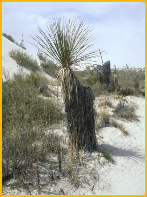 Soaptree Yucca