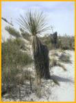 Soaptree Yucca
