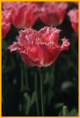 Pink Tulips