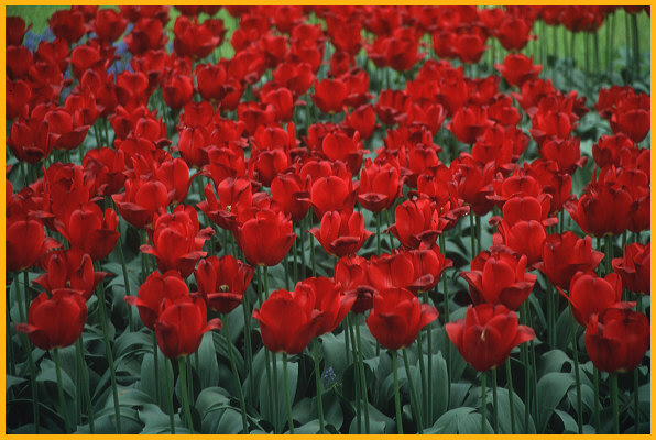 Red Tulips