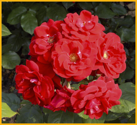 Bunch of Roses