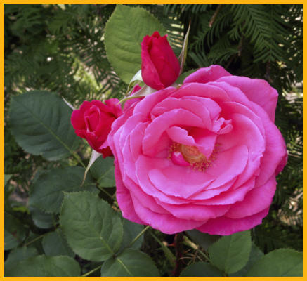Pink Rose