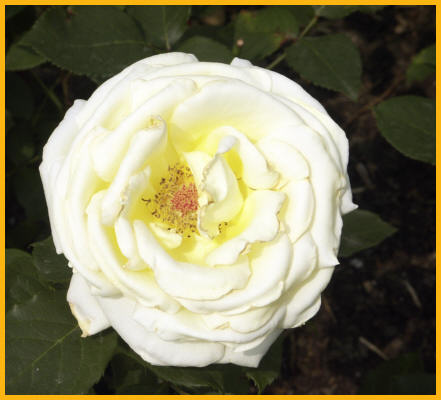 White Rose