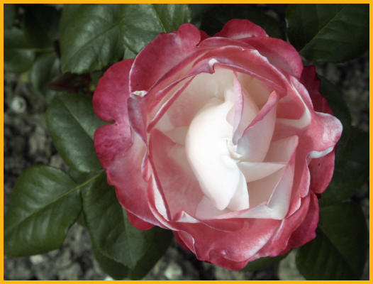 Red and White Rose