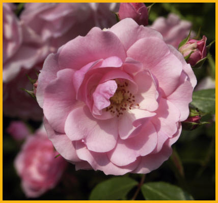 Pink Rose