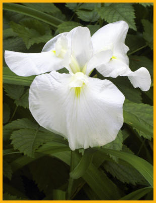 White Flower