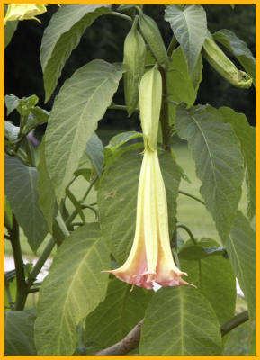 Yellow Bell Flower