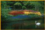 Swan in Keukenhof Gardens