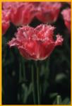 Pink Tulips