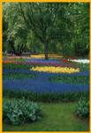 Keukenhof Gardens Netherlands