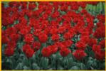 Red Tulips