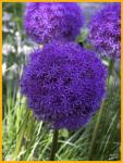 Allium