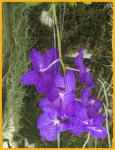 Orchids