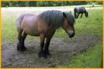 Work Horses