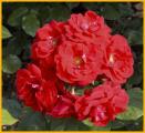 Bunch of Roses