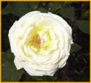 White Rose