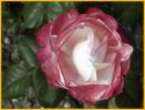 Red and White Rose