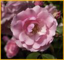 Pink Rose