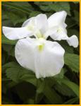 White Flower