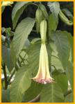 Yellow Bell Flower