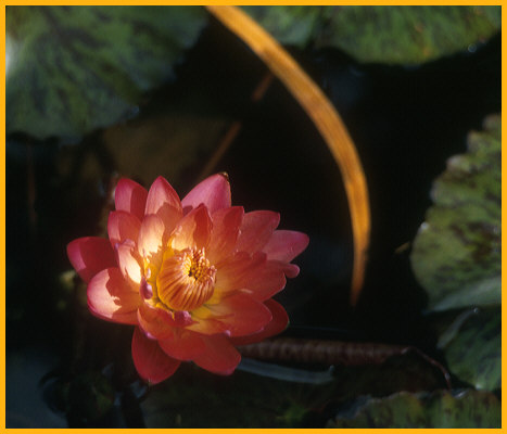 Fragrant Water Lily